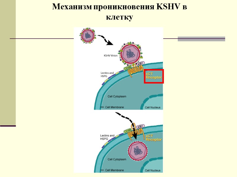 Механизм проникновения KSHV в клетку